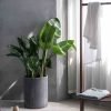 Bird of Paradise - 图片 2